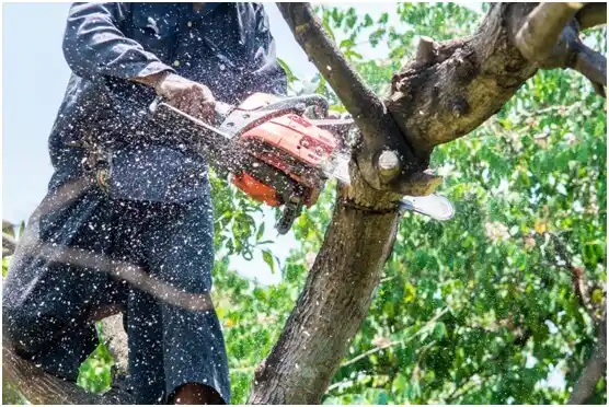 tree services Hemphill